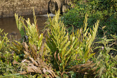 Acrostichum aureum